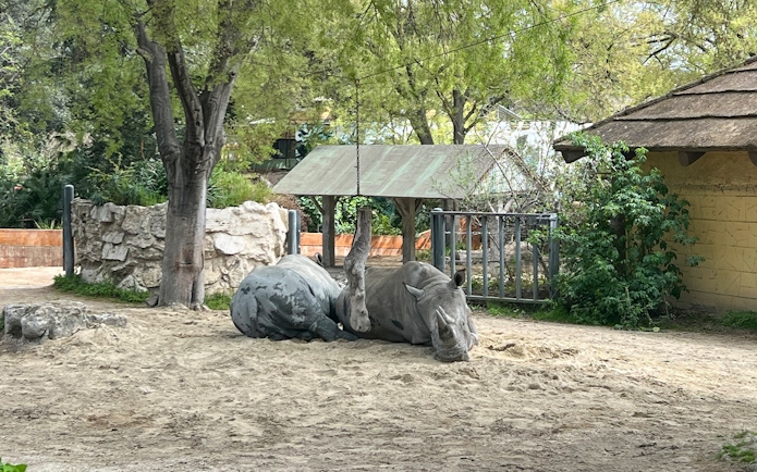 Rhino resting under a tree at Rome Bioparco.