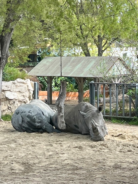 Rhino resting under a tree at Rome Bioparco.