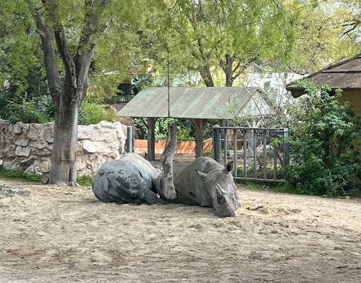 Rhino resting under a tree at Bioparc Valencia.