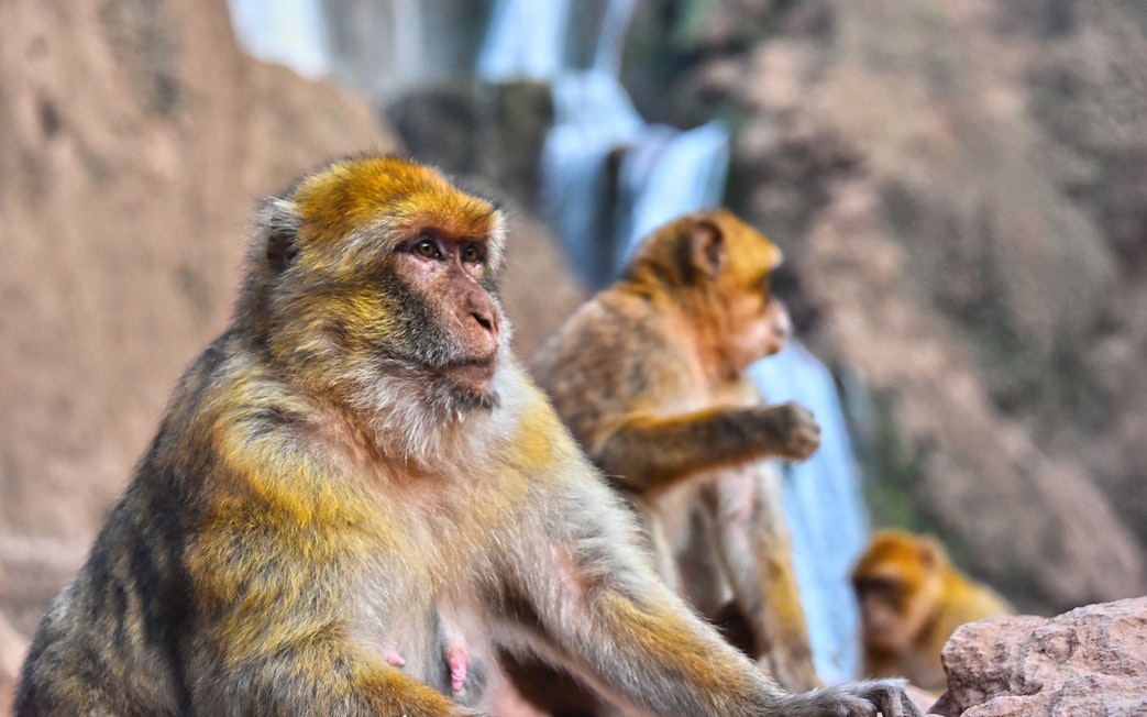 Barbary macaques sitting near Ouzoud Falls in Morocco.