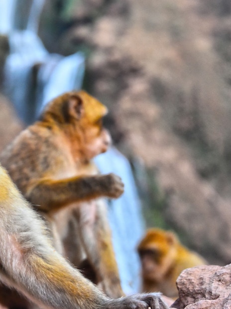 Barbary macaques sitting near Ouzoud Falls in Morocco.