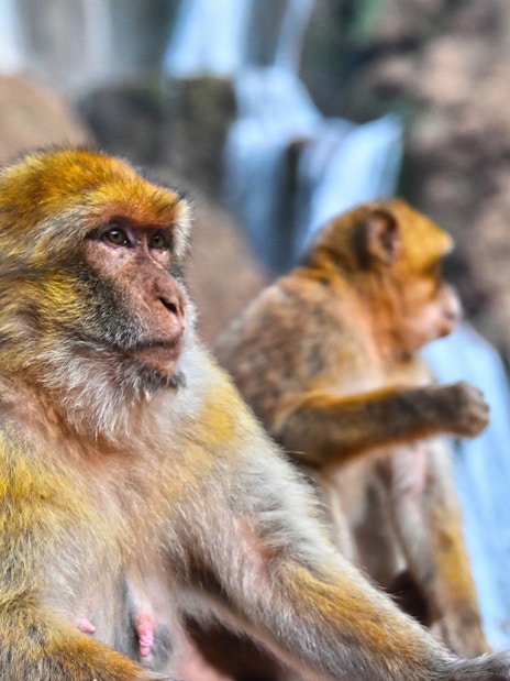 Barbary macaques sitting near Ouzoud Falls in Morocco.