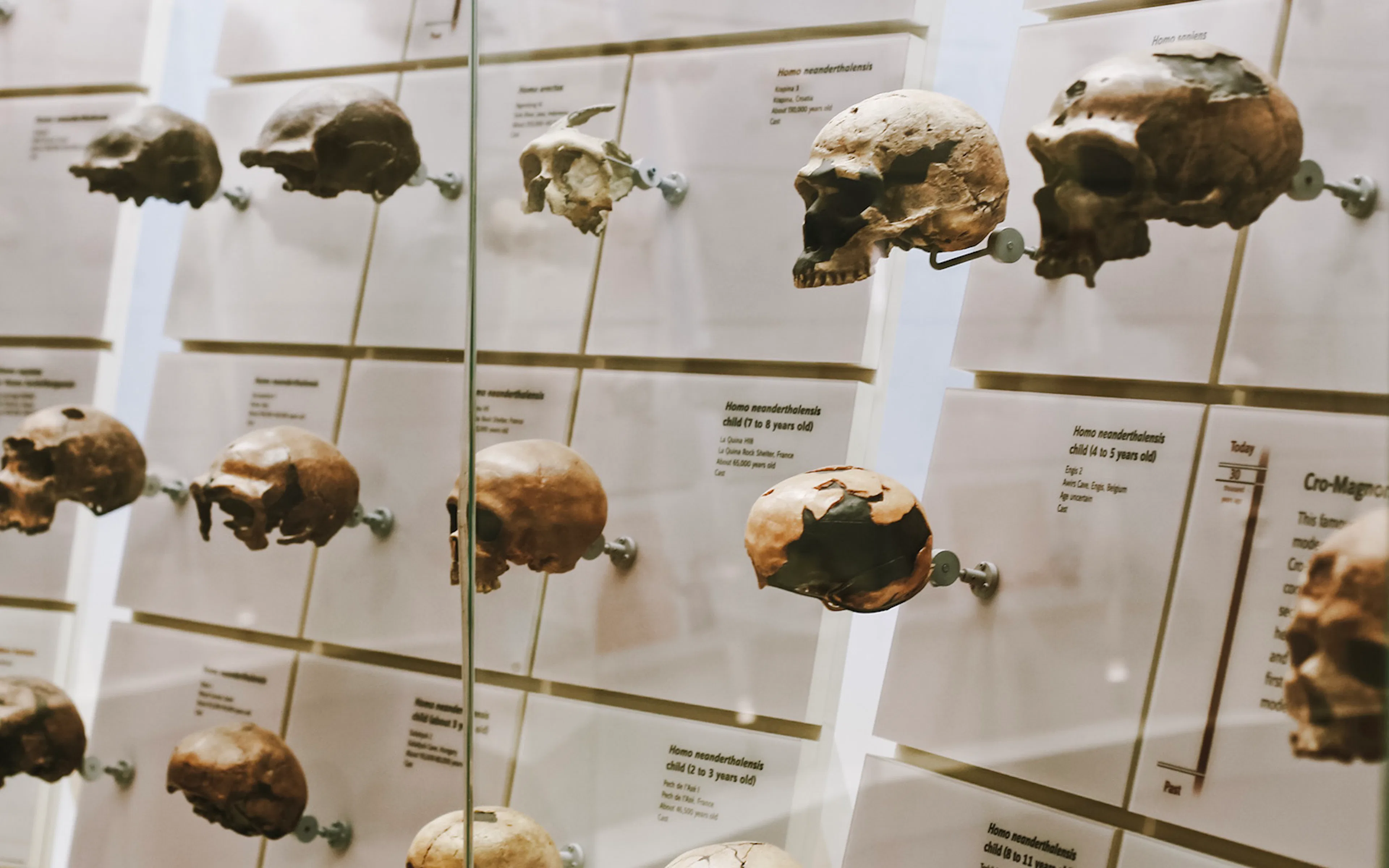 Skull exhibit at Smithsonian National Museum of Natural History.
