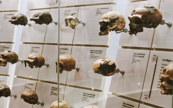 Skull exhibit at Smithsonian National Museum of Natural History.