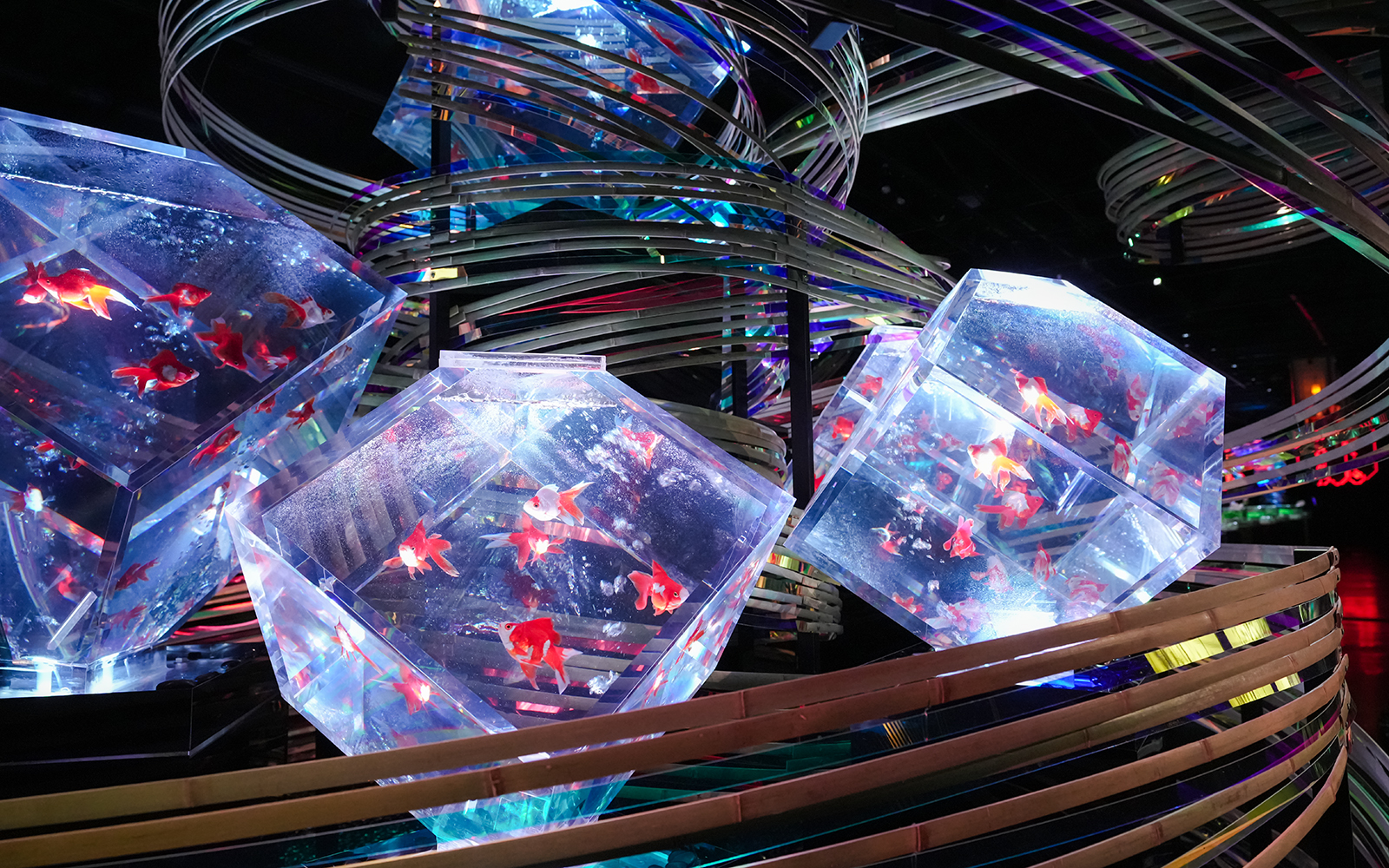 Illuminated fish bowl with goldfish at Art Aquarium Ginza, Tokyo.