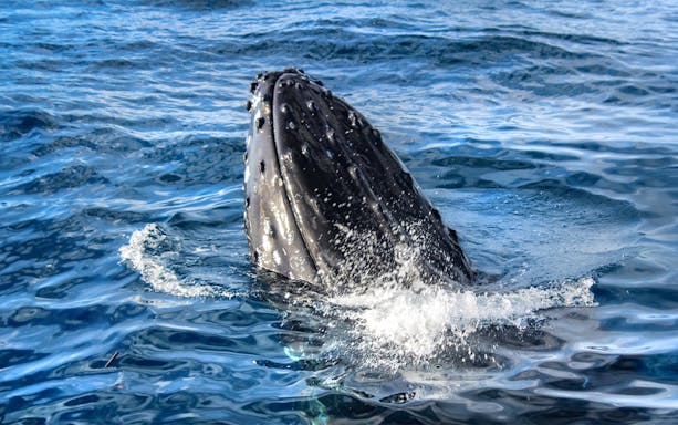 Humpback whale breaching during a catamaran tour in Lahaina, Hawaii.