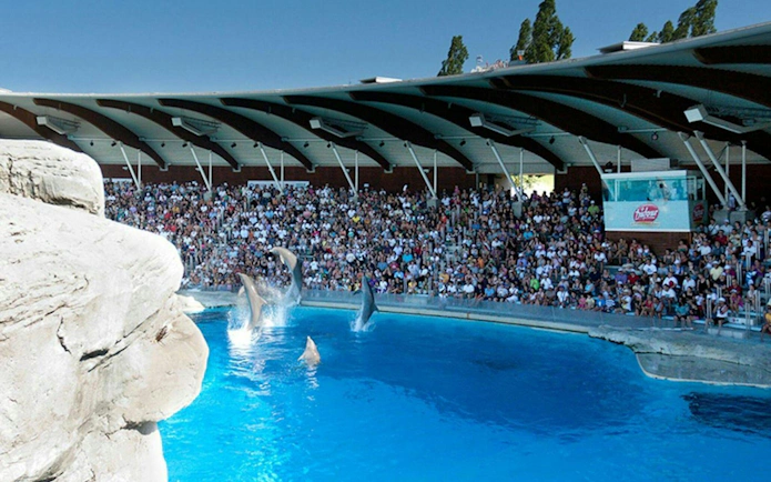 Dolphin show at Oltremare theme park with audience in amphitheater.