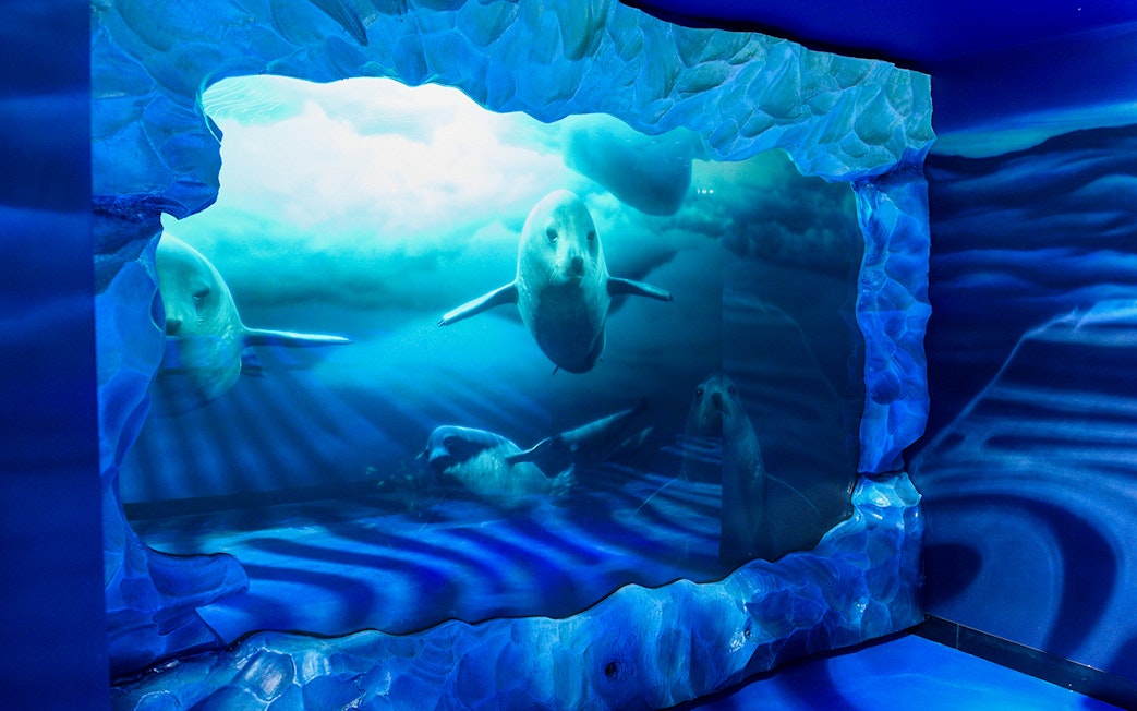 Seals swimming in an underwater exhibit at SEA LIFE London Aquarium.