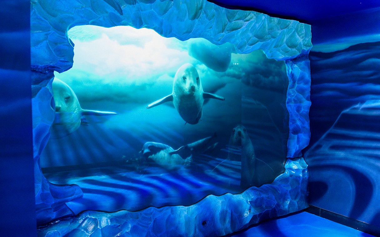 Seals swimming in an underwater exhibit at SEA LIFE London Aquarium.