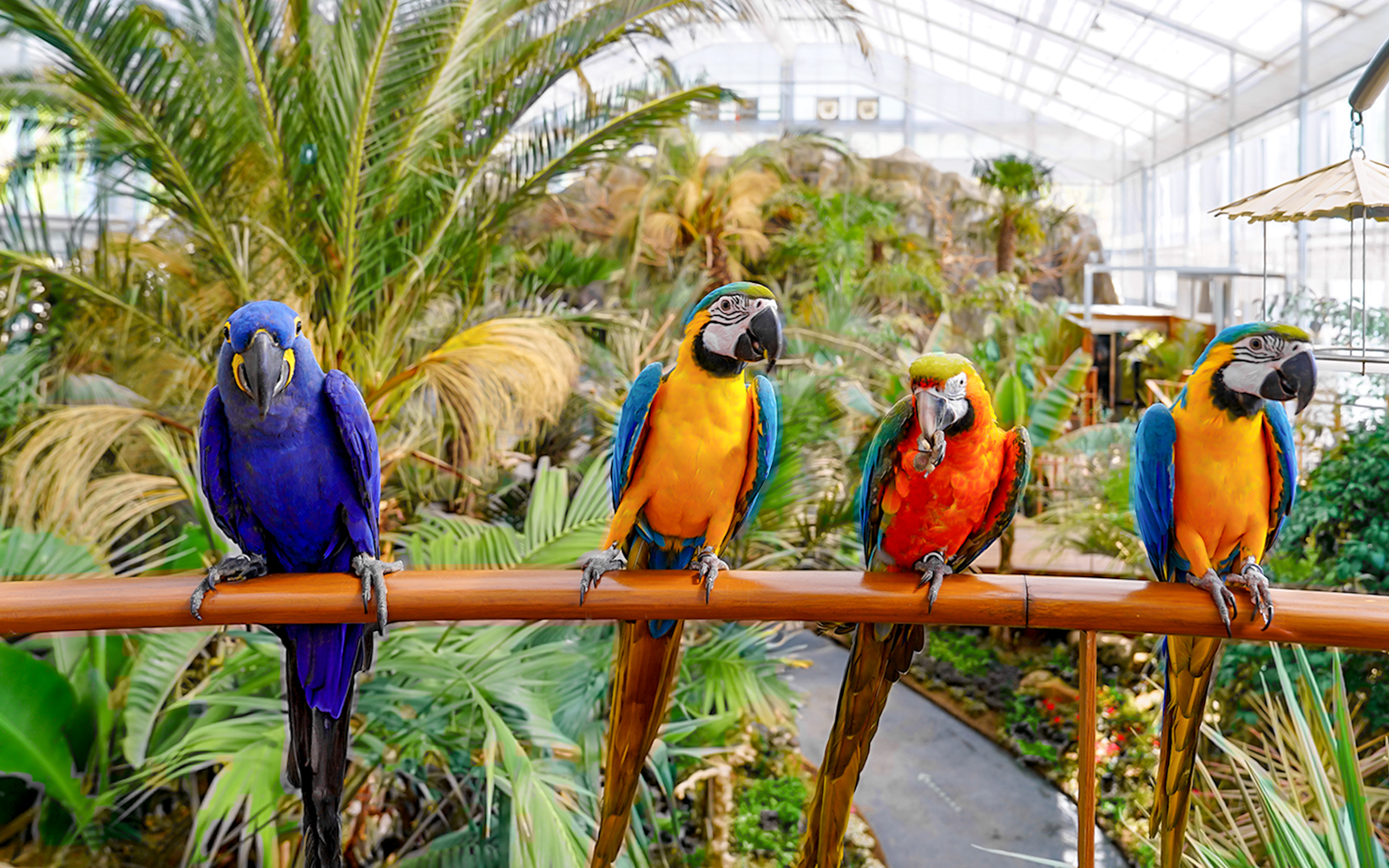 Four macaws perched on railing in Gapyeong Begonia Bird Park greenhouse.