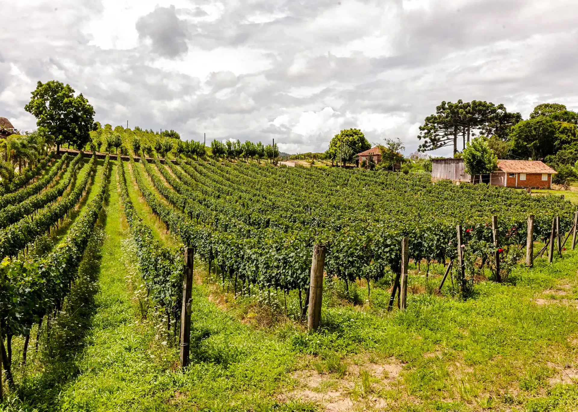 Vineyard with lush grapevines and rustic buildings in Rio de Janeiro countryside.