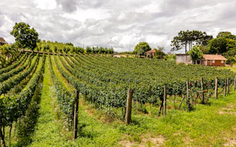 Vineyard with lush grapevines and rustic buildings in Rio de Janeiro countryside.