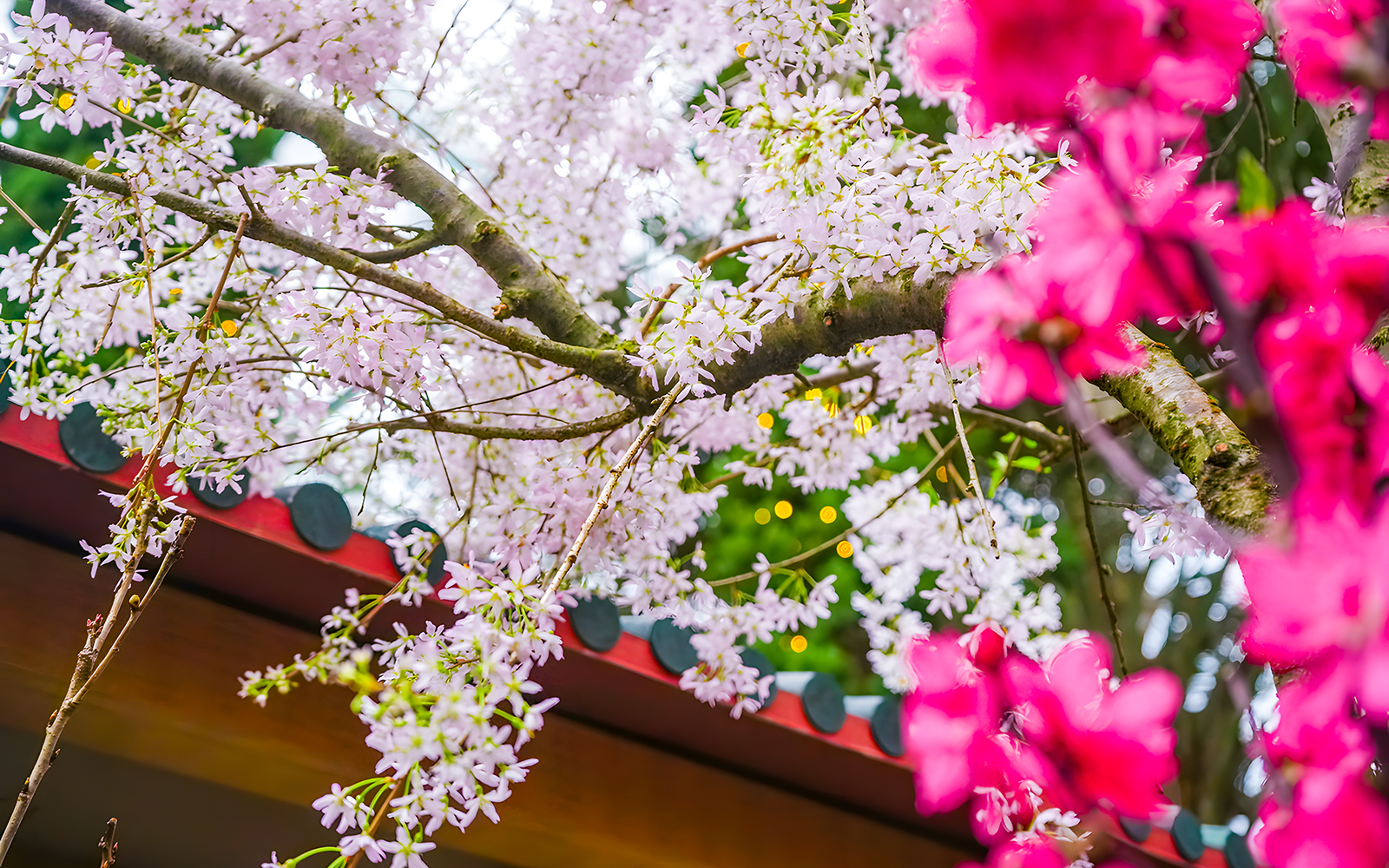 Cherry blossoms in full bloom at Gardens by the Bay, Singapore.