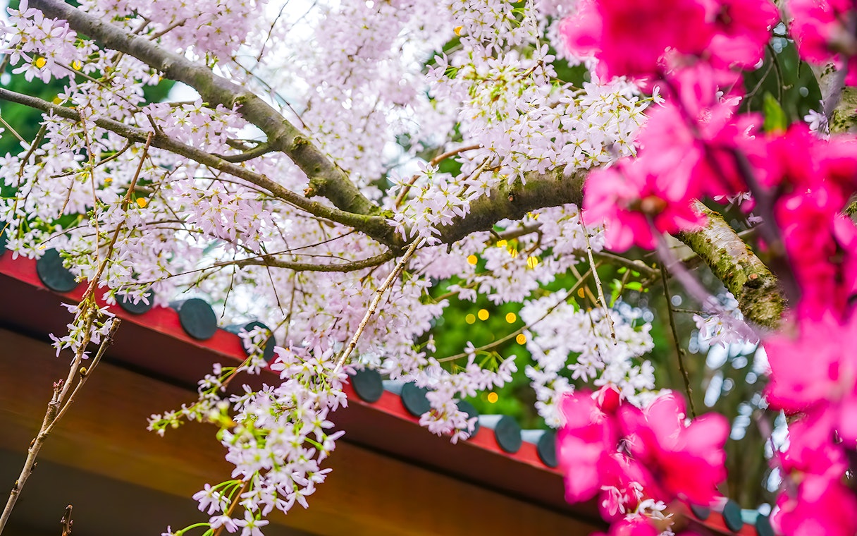 Cherry blossoms in full bloom at Gardens by the Bay, Singapore.