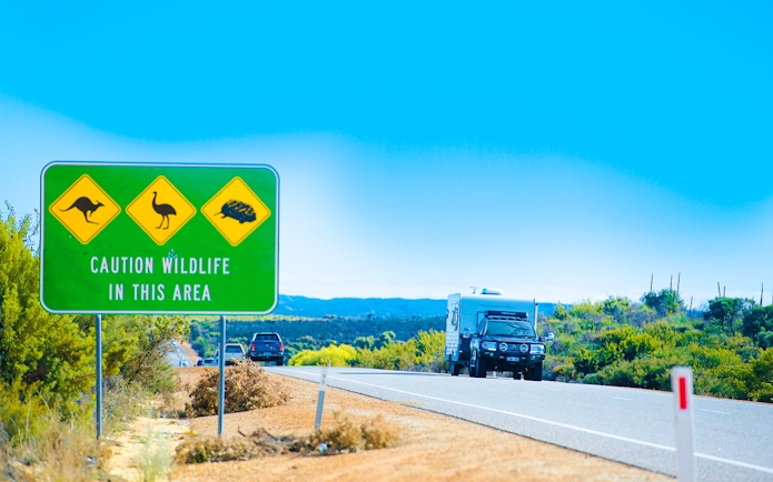 Wildlife caution sign on road near Pinnacles, Australia, with vehicles in background.