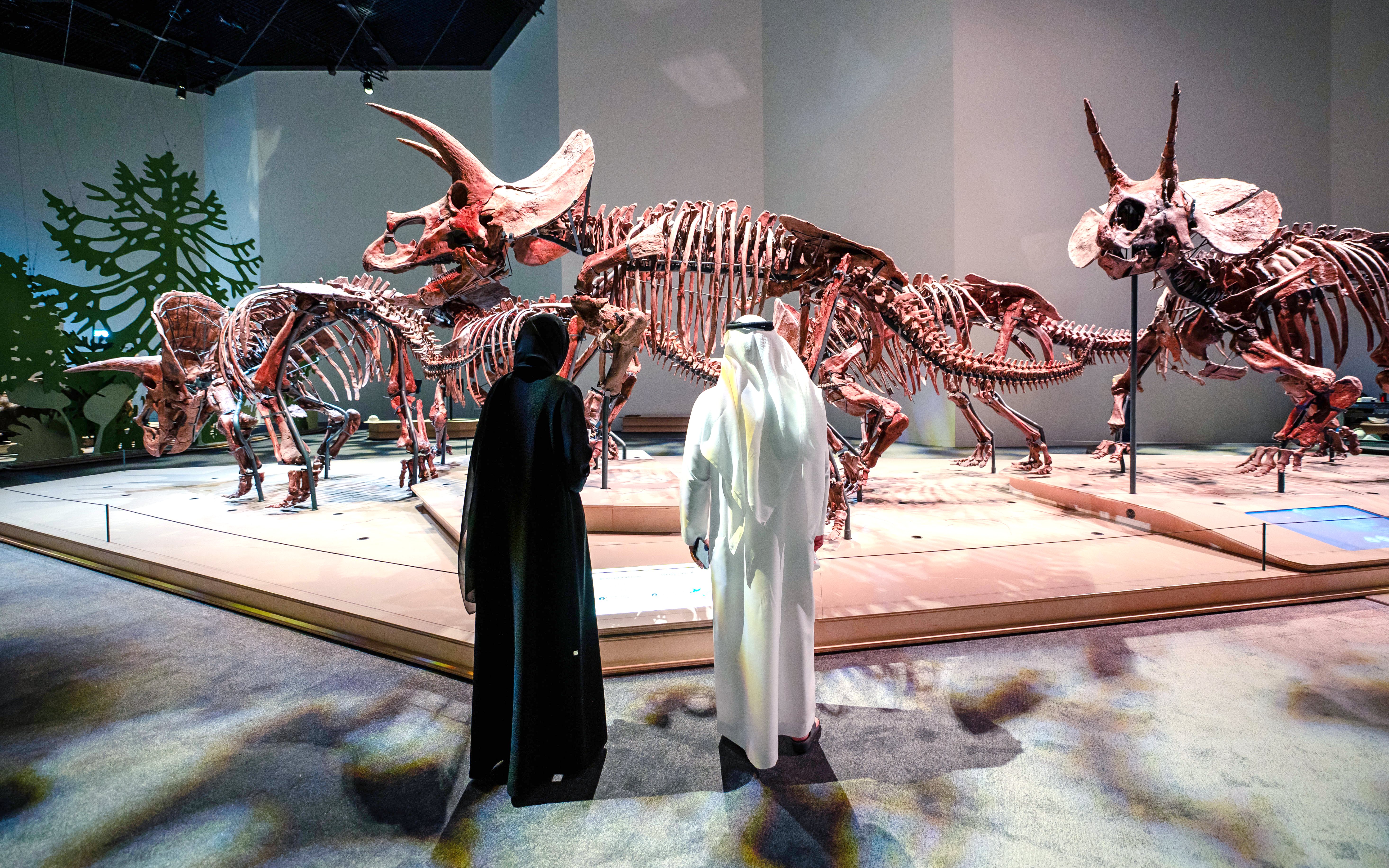 Triceratops skeletons exhibit at National History Museum, Abu Dhabi.