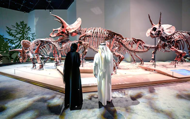 Triceratops skeletons exhibit at National History Museum, Abu Dhabi.