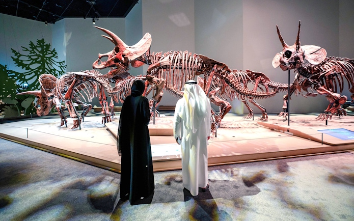 Triceratops skeletons exhibit at National History Museum, Abu Dhabi.