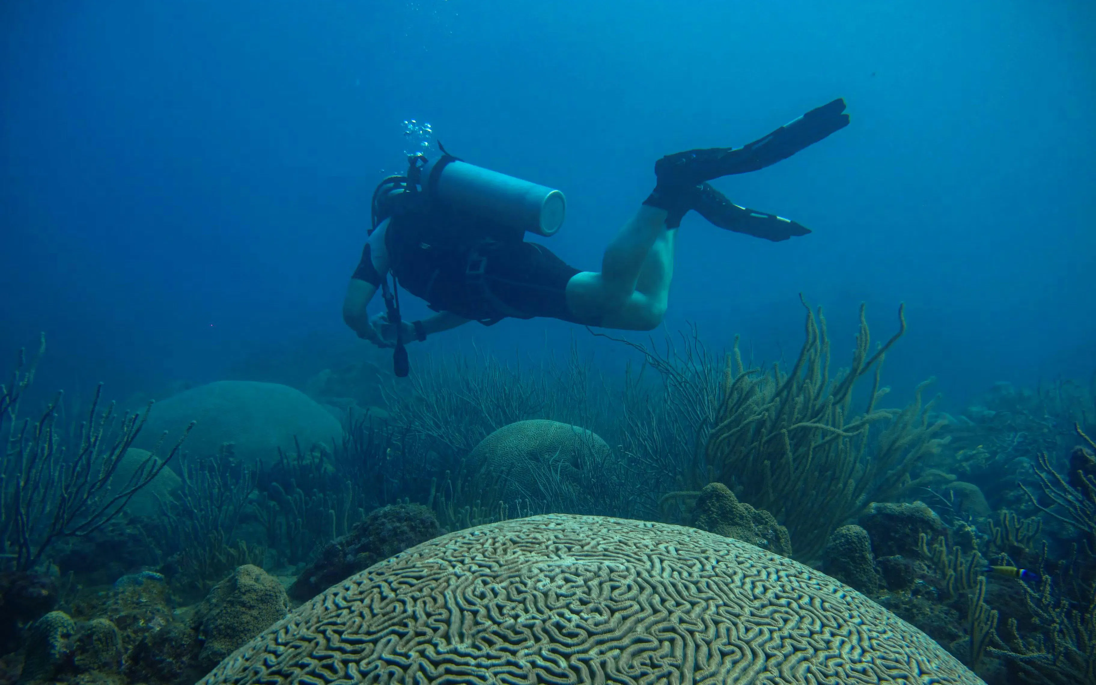 Snorkeler exploring coral reef during Rosario Islands catamaran cruise.