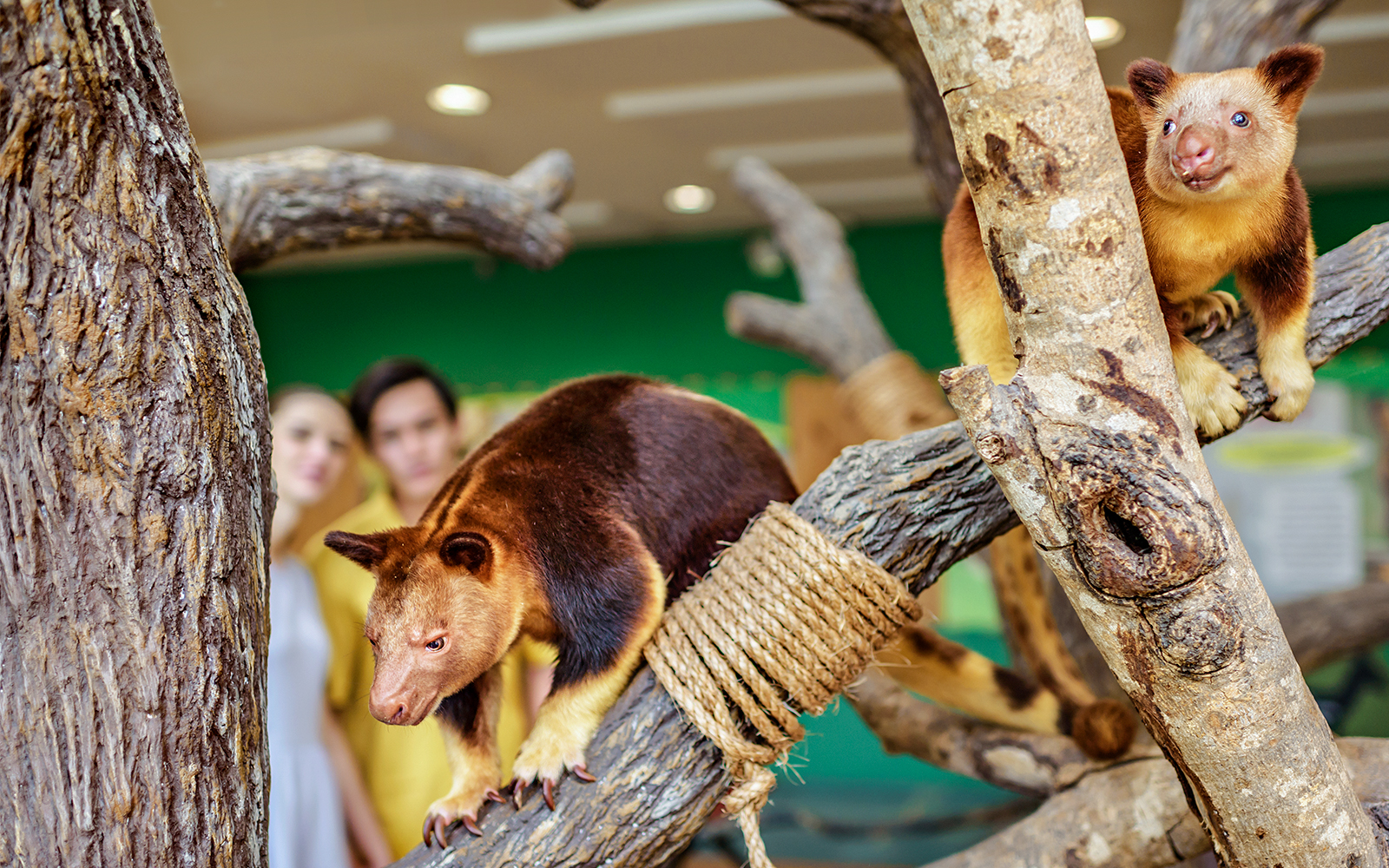 Tree kangaroos on branches at Singapore Zoo exhibit.
