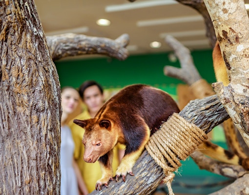 Tree kangaroos on branches at Singapore Zoo exhibit.