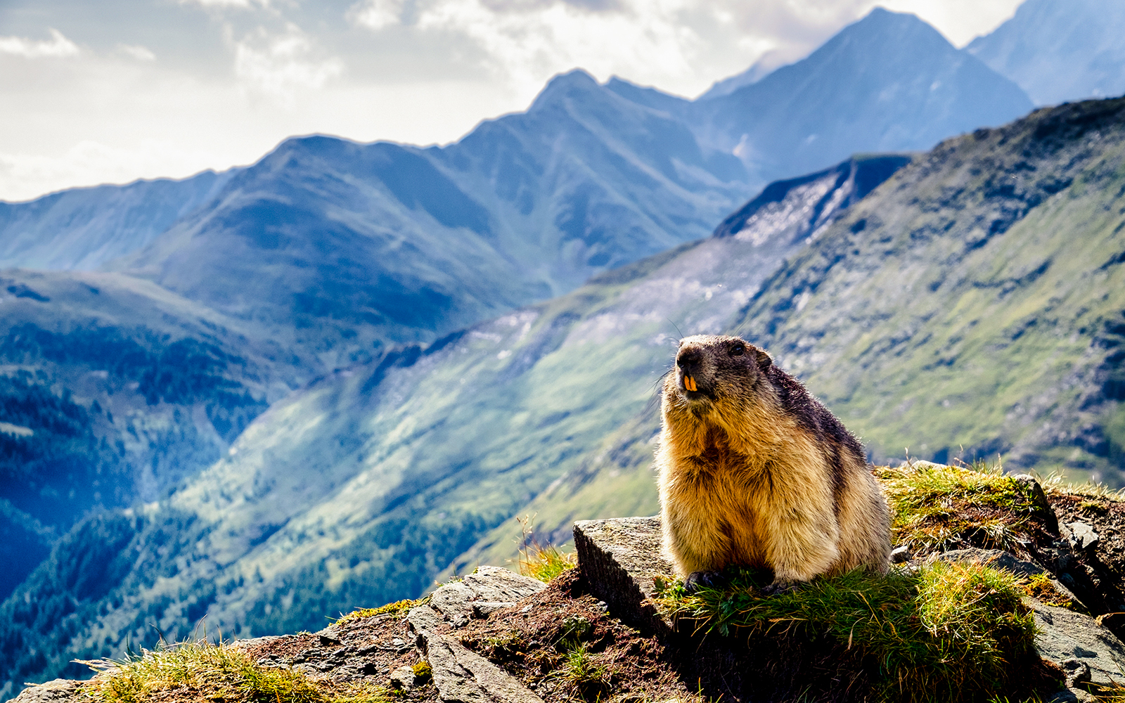 Marmot on rocky terrain in the Swiss Alps, highlighting natural wildlife in its mountain habitat.
