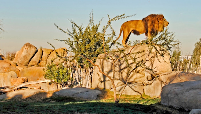 Witness the African Savannah in Bioparc