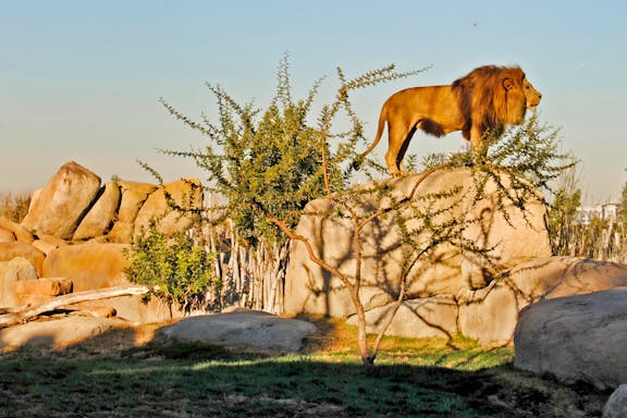 bioparc valencia: entradas sin colas-4