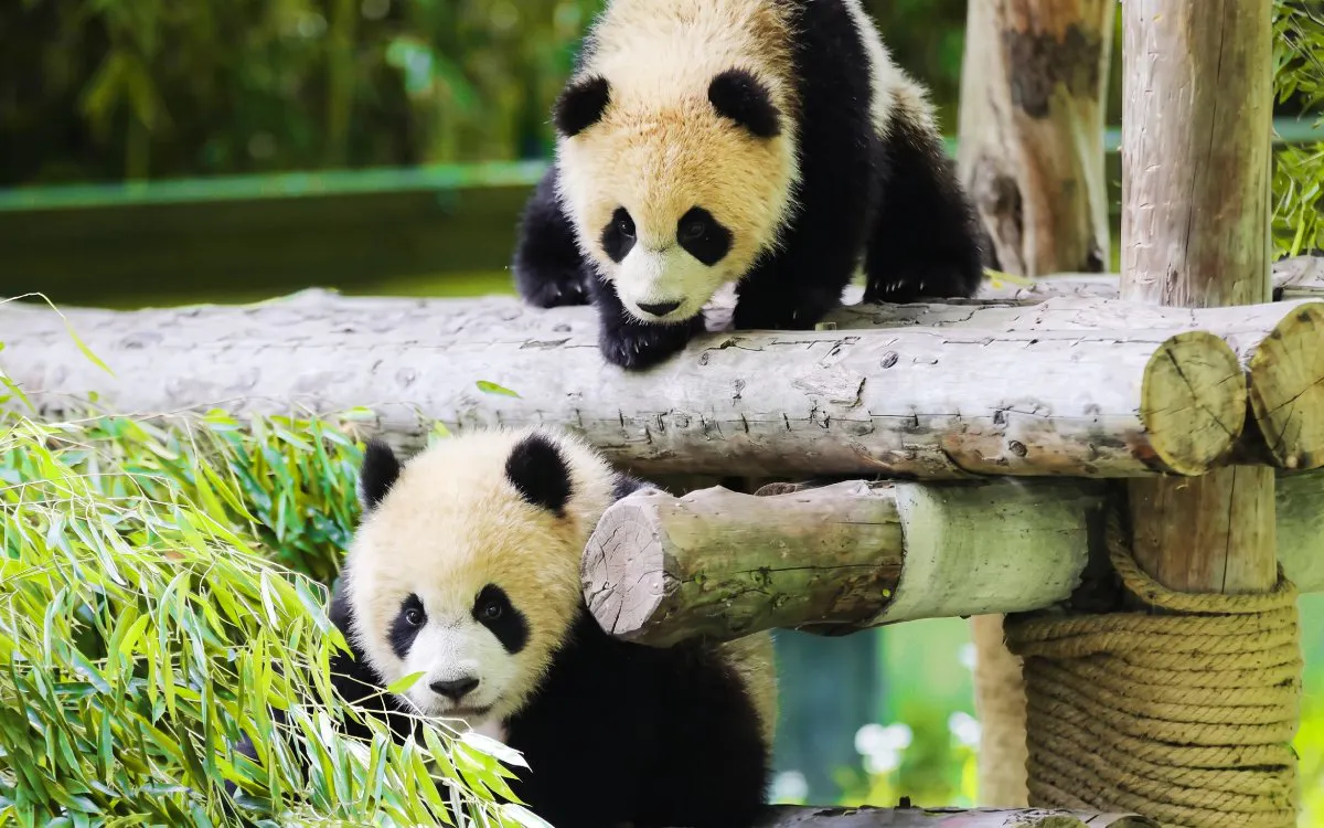 Pandas playing on wooden structures at Shanghai Wild Animal Park.