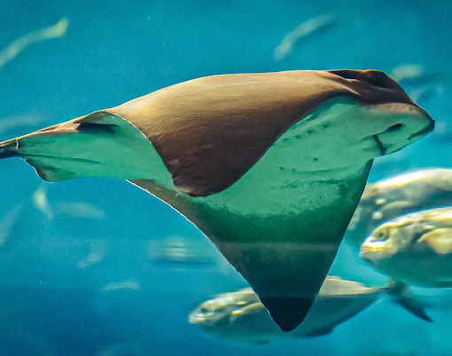 Bull ray swimming in Oceanografic Valencia habitat.