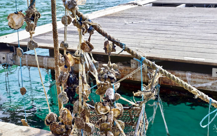 Oysters hanging on ropes by the dock in Ston, Croatia.