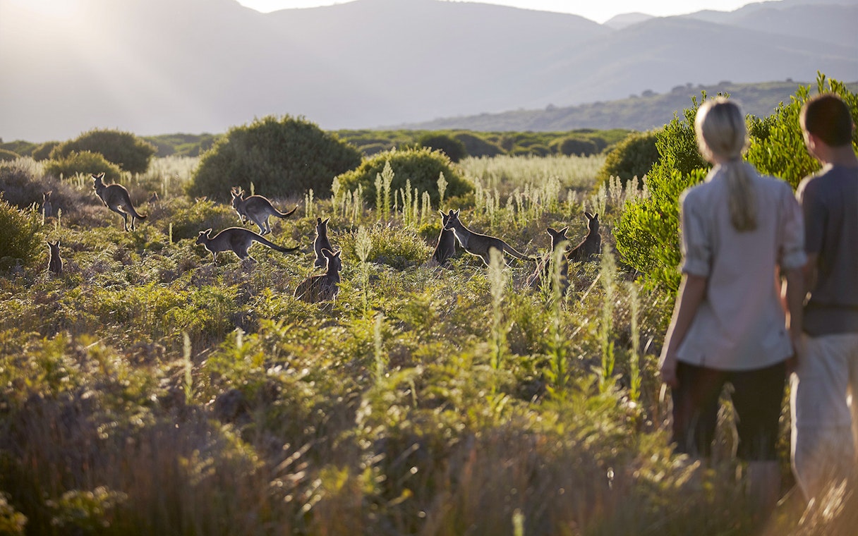 Kangaroos in Wilsons Promontory National Park with tourists observing in the foreground.