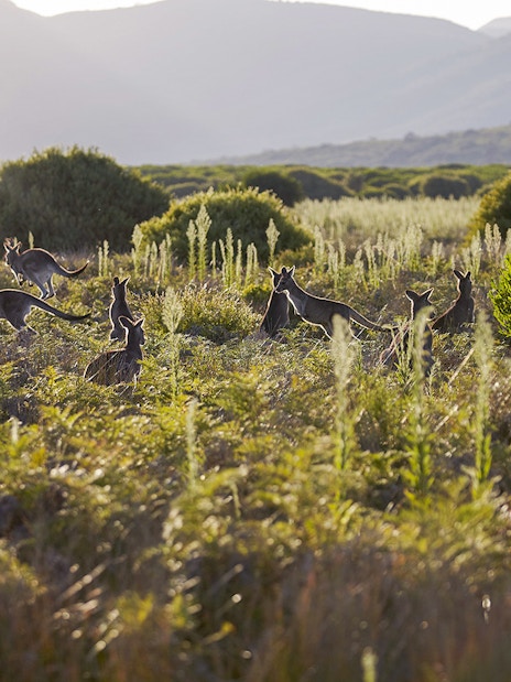 Kangaroos in Wilsons Promontory National Park with tourists observing in the foreground.