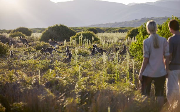 Kangaroos in Wilsons Promontory National Park with tourists observing in the foreground.