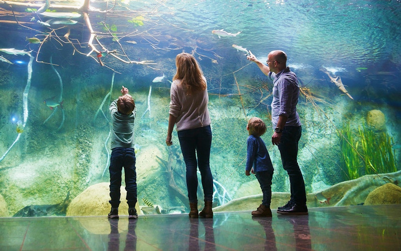 Family observing fish in an aquarium at Zoo Leipzig.