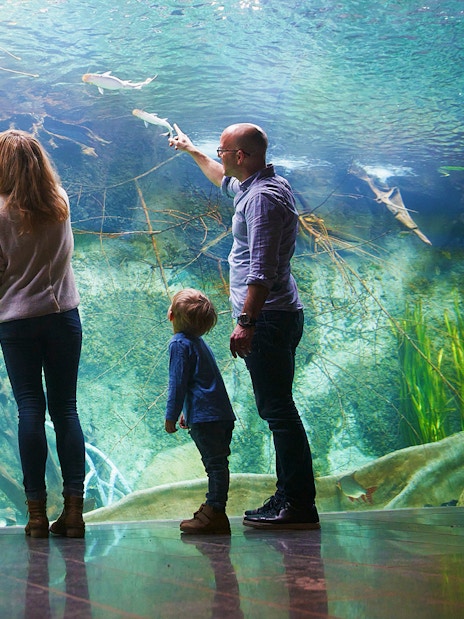 Family observing fish in an aquarium at Zoo Leipzig.