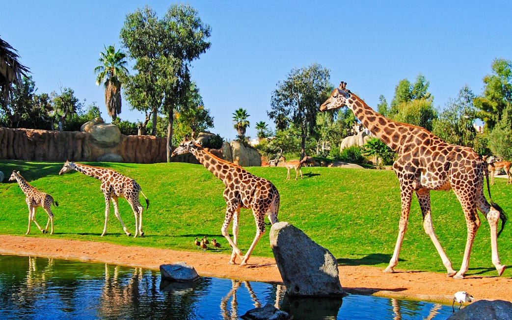 Giraffes walking near a pond at Bioparc Valencia.