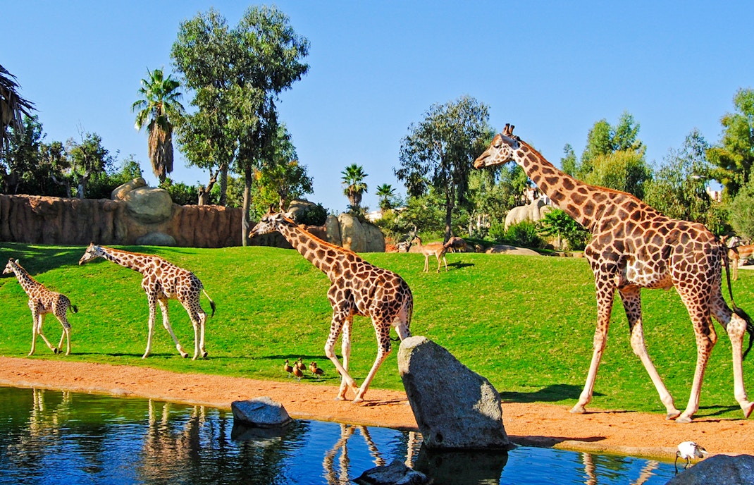 Giraffes walking near a pond at Bioparc Valencia.