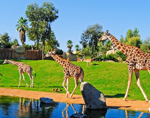 Giraffes walking near a pond at Bioparc Valencia.