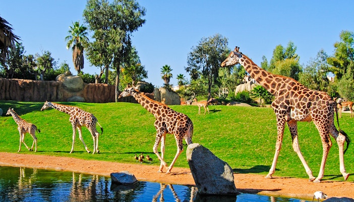 Giraffes walking near a pond at Bioparc Valencia.