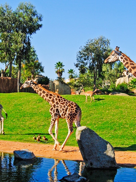 Giraffes walking near a pond at Bioparc Valencia.
