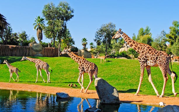 Giraffes walking near a pond at Bioparc Valencia.