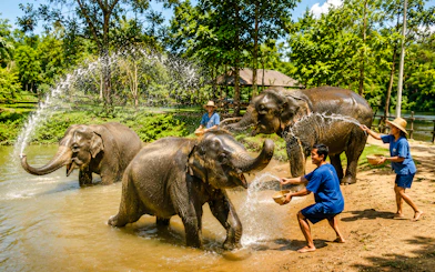 From Bangkok: Bridge Over the River Kwai and Elephants World Private Guided Tour with Lunch