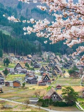Shirakawago village with gassho-zukuri houses and cherry blossoms in spring, Japan.