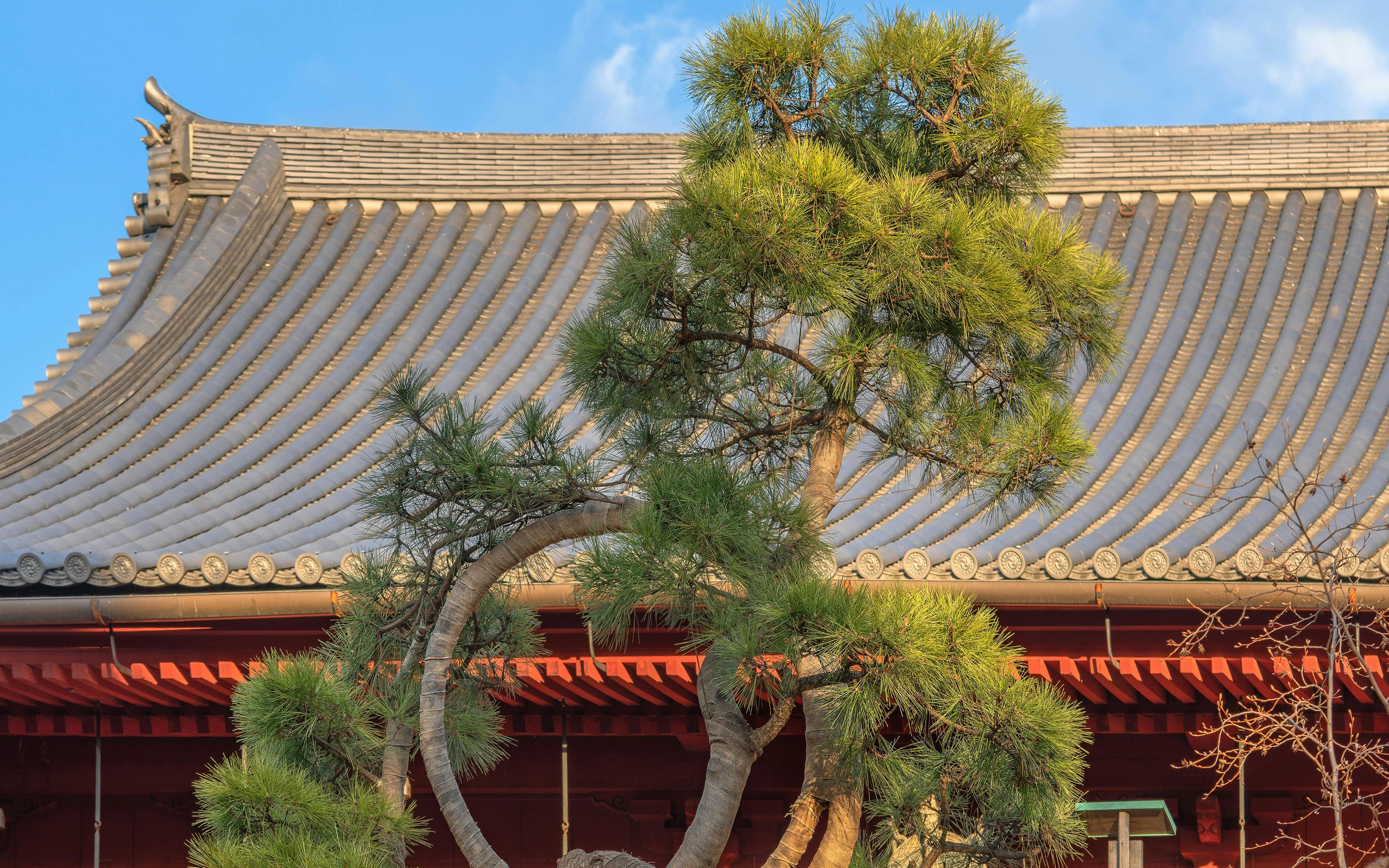 Japanese pine with burlap binding in a circle at Kiyomizu Kannon Hall, Ueno Park, Tokyo.