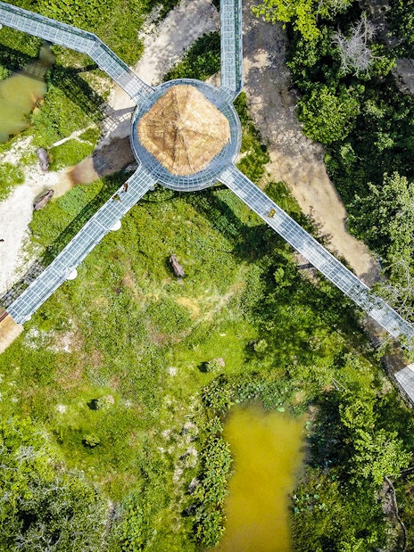 Aerial view of canopy walkway at Elephant Sanctuary, surrounded by lush greenery.