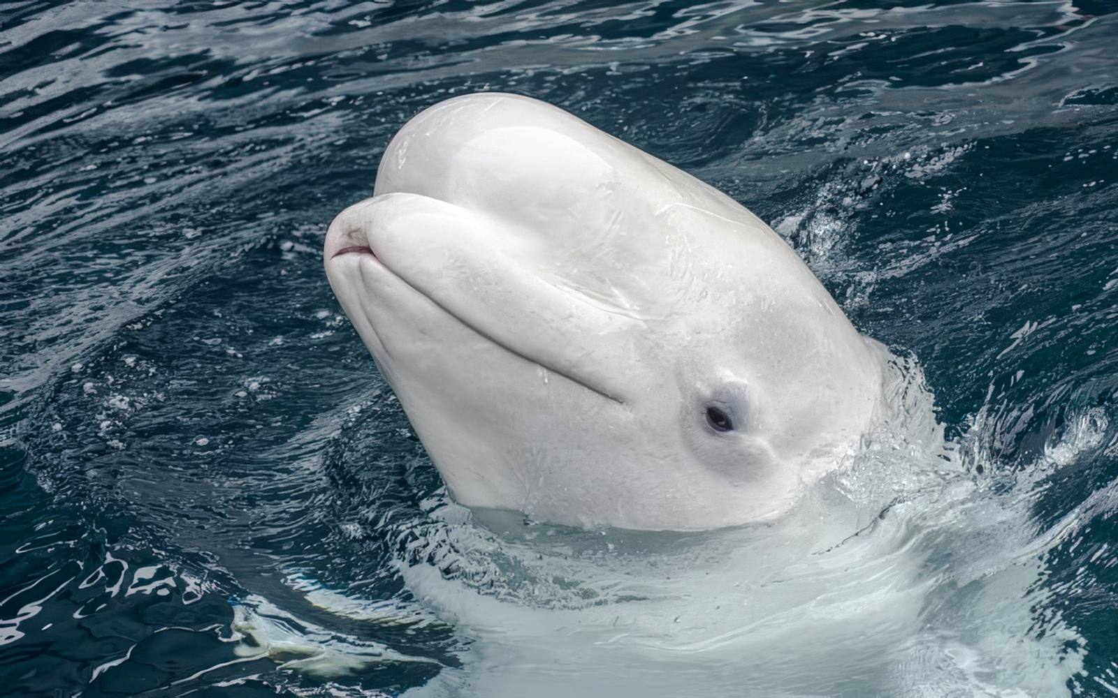 White whale swimming at SeaWorld San Antonio.