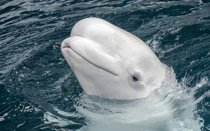 White whale swimming at SeaWorld San Antonio.