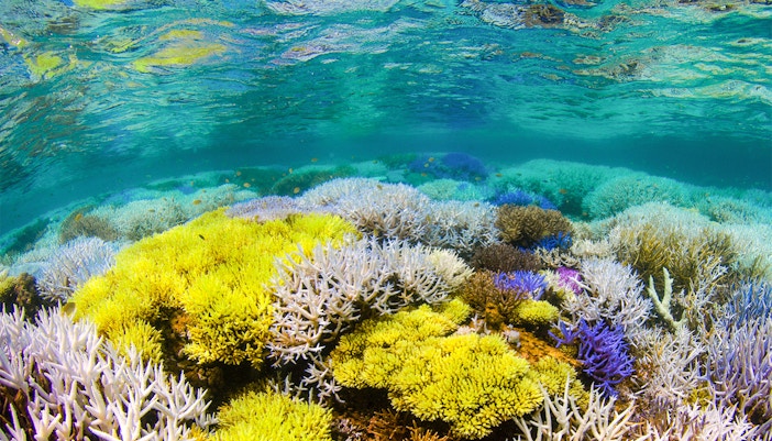 Atlantis Madrid Aquarium