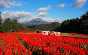 Tottori Hanakairo Flower Park with red flowers and Mount Daisen in the background.